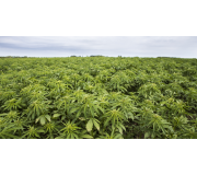 Продукція з конопель: натуральні продукти для здоров'я та повсякденного життя